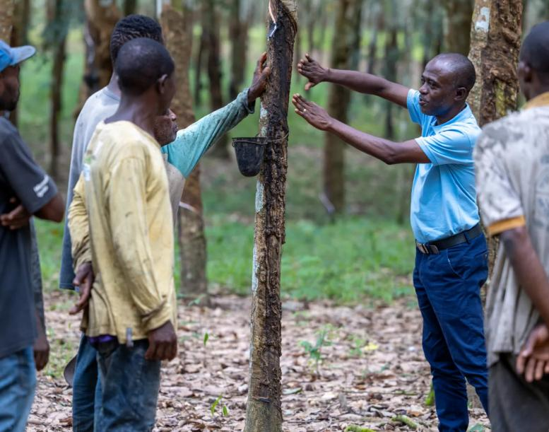Support for Local Rubber Farmers in Plantation Maintenance
