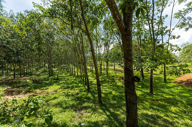 Plantations