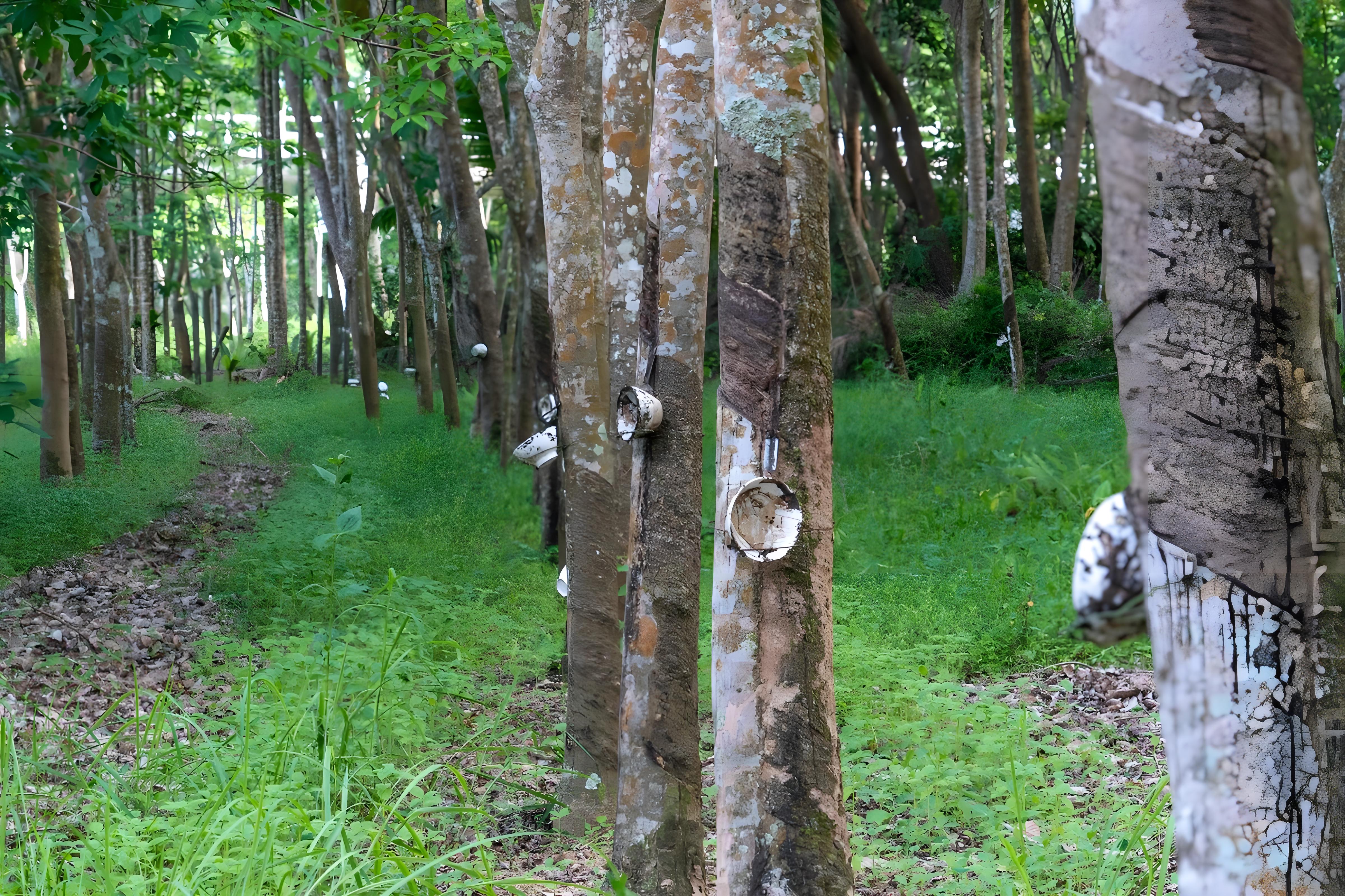 Natural Rubber Supply Chain